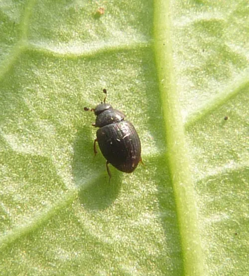 Cryptopleurum minutum
