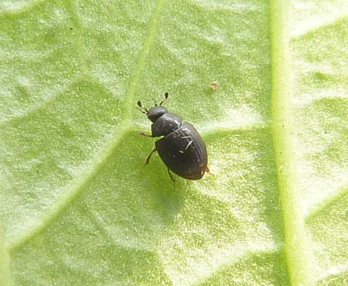 Cryptopleurum minutum - photo 2