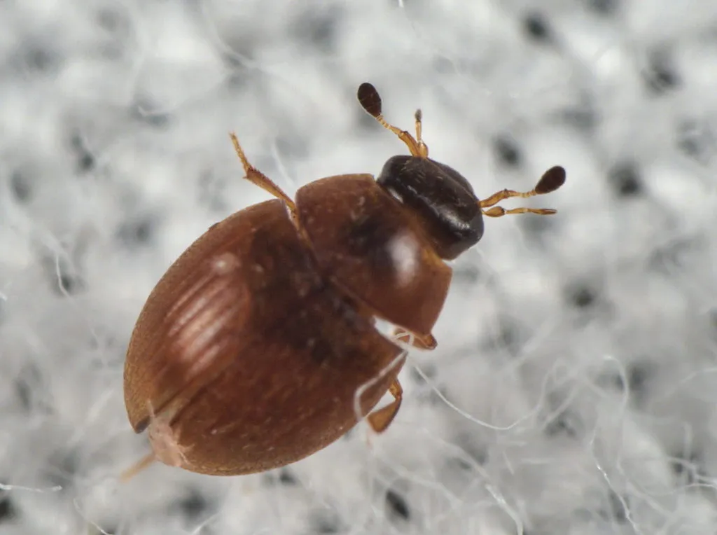 Cryptopleurum subtile - photo 2