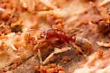 Cryptopone gilva