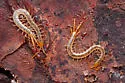 Cryptops floridanus