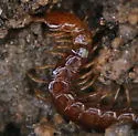 Common Cryptops - photo 4