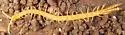 Common Cryptops - photo 5