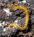 Cryptops leucopodus