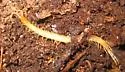 Cryptops leucopodus - photo 2