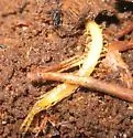 Cryptops leucopodus - photo 3