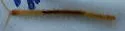 Cryptops leucopodus - photo 4