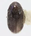 Cryptoramorphus floridanus - Cryptoramorphus floridanus