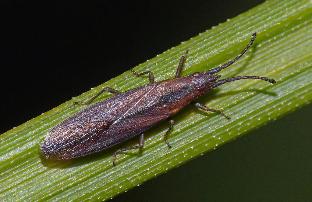 Cryptorhamphidae - photo 2