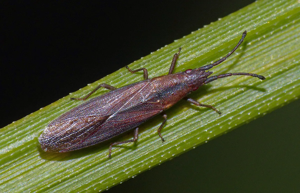 Cryptorhamphidae - photo 3