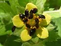 Cryptorhopalum apicale - photo 4