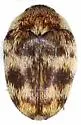 Cryptorhopalum aspilon