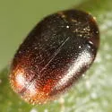 Cryptorhopalum focale