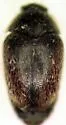 Cryptorhopalum fusculum - photo 3