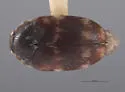 Cryptorhopalum poorei