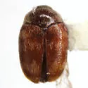 Cryptorhopalum pruddeni