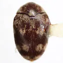 Cryptorhopalum pruddeni - photo 2