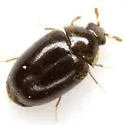 Cryptorhopalum ruficorne