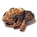 Cryptorhynchus fuscatus