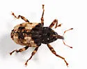 Cryptorhynchus fuscatus - photo 2
