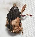 Cryptorhynchus fuscatus - photo 3