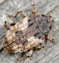 Cryptorhynchus fuscatus - photo 4