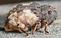 Cryptorhynchus fuscatus - photo 5
