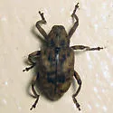 Cryptorhynchus helvus