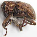 Cryptorhynchus helvus - photo 2