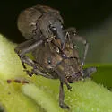 Cryptorhynchus helvus - photo 3