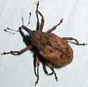 Cryptorhynchus helvus - photo 4