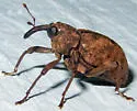 Cryptorhynchus helvus - photo 5