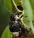 Poplar-and-Willow Borer - Cryptorhynchus lapathi