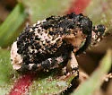 Poplar-and-Willow Borer - photo 2