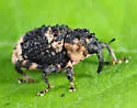 Poplar-and-Willow Borer - photo 4