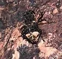Poplar-and-Willow Borer - photo 5