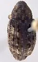 Cryptorhynchus obliquus