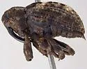 Cryptorhynchus obliquus - photo 2