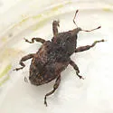 Cryptorhynchus tristis