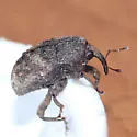 Cryptorhynchus tristis - photo 2