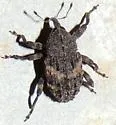 Cryptorhynchus tristis - photo 5
