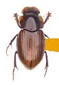 Cryptoscatomaseter acuminatus - photo 2
