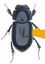 Cryptoscatomaseter brevicollis