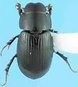 Cryptoscatomaseter caccabatus