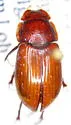 Cryptoscatomaseter criddlei