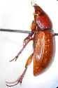 Cryptoscatomaseter criddlei - photo 2