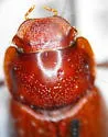 Cryptoscatomaseter criddlei - photo 3