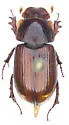 Cryptoscatomaseter criddlei - photo 4