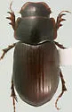 Cryptoscatomaseter depressiusculus