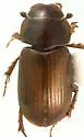 Cryptoscatomaseter incomptus